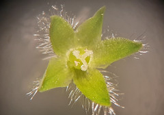 Stellaria apetala