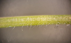 Stellaria apetala