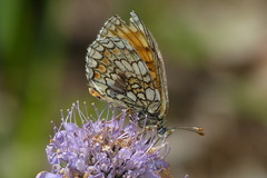 Melitaea parthenoides