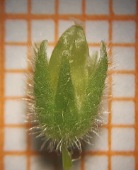 Stellaria apetala