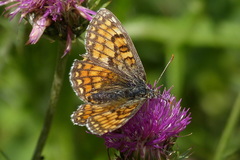 Melitaea parthenoides