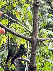 Boissonneaua flavescens