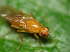 Psila