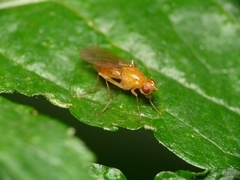 Psila
