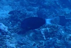 Acanthurus thompsoni