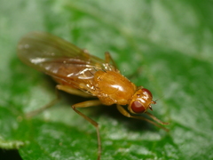Psila