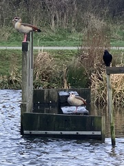 Alopochen aegyptiaca