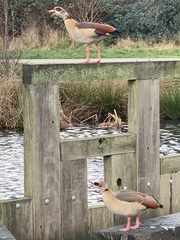 Alopochen aegyptiaca