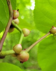 Phylloxera perniciosa