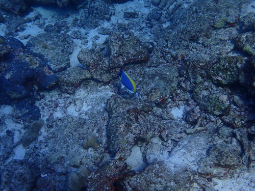 Powder Blue Tang (Acanthurus leucosternon)