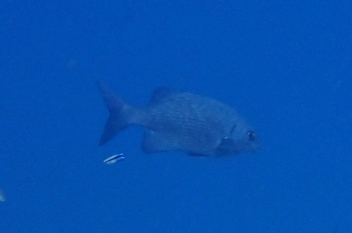 Highfin Chub (Kyphosus cinerascens)