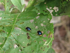 Asphaera abdominalis