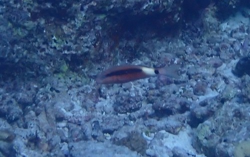 Longbarbel Goatfish (Parupeneus macronemus)