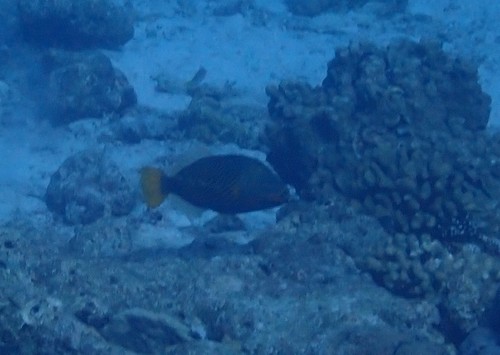 Orangestripe Triggerfish (Balistapus undulatus)