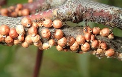 Eriococcus coriaceus