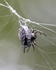 Gasteracantha mengei