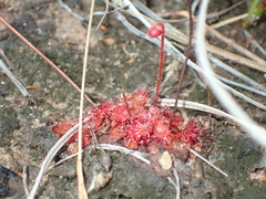 Drosera burkeana