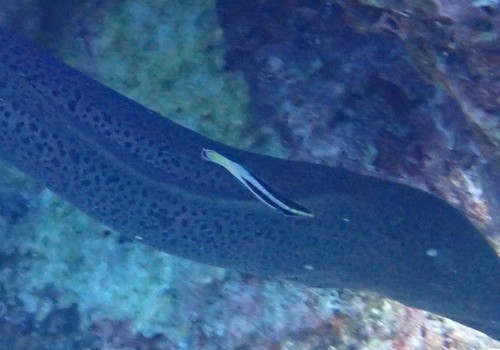 Bicolor Cleaner Wrasse (Labroides bicolor)
