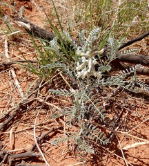 Sophora nuttalliana