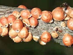 Eriococcus coriaceus