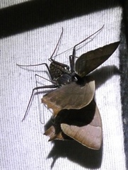 Taygetis rufomarginata