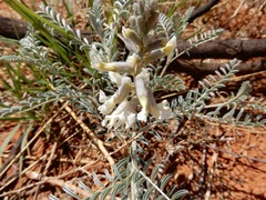 Sophora nuttalliana
