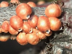 Eriococcus coriaceus