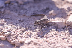 Pristurus