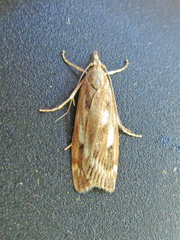 Occidentalia comptulatalis