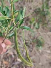 Mundulea