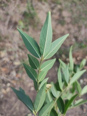 Mundulea