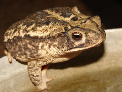 Coastal Plain Toad photo 5