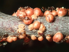 Eriococcus coriaceus