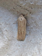 Gonioterma mistrella