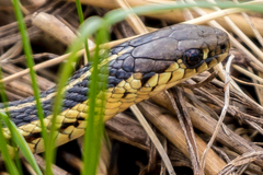 Thamnophis butleri