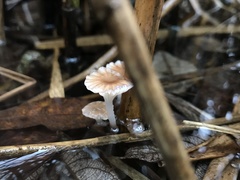 Mycena belliarum