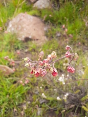Hermannia flammea