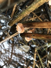 Mycena belliarum