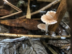 Mycena belliarum