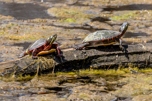 Painted Turtle, photo 9 of 9