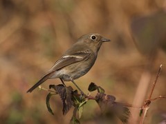 Phoenicurus frontalis