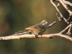 Emberiza stewarti