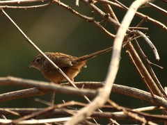 Prinia crinigera