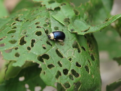 Asphaera abdominalis