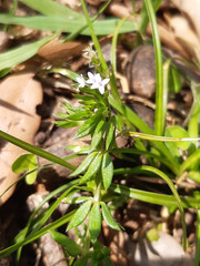 Sherardia arvensis