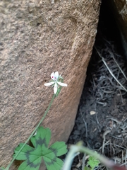 Pelargonium ranunculophyllum