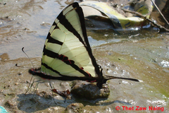 Graphium agetes agetes