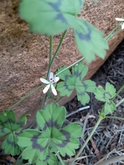 Pelargonium ranunculophyllum