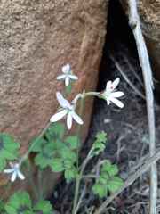 Pelargonium ranunculophyllum