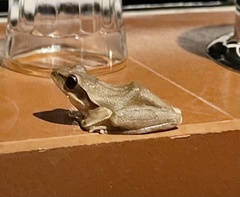 Polypedates maculatus